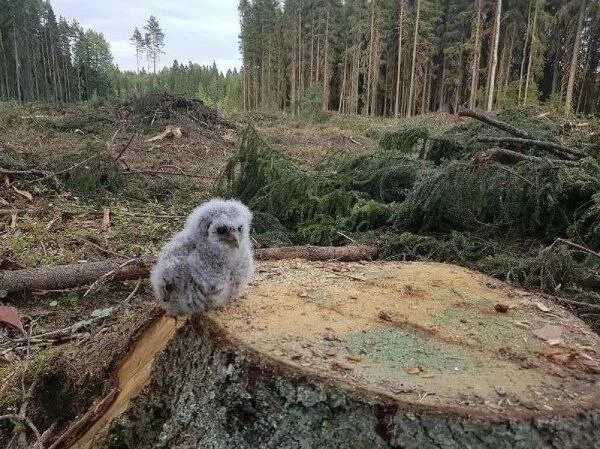 Изображение к публикации